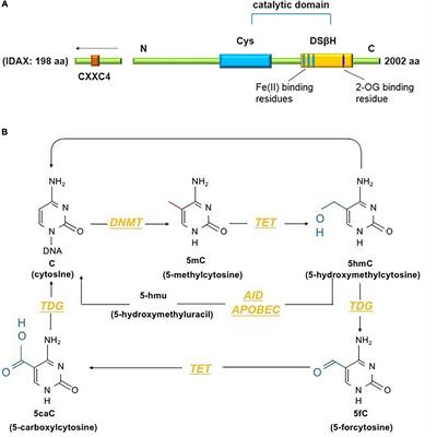 Role of Tet2 in Regulating Adaptive and Innate Immunity